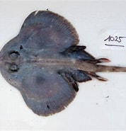 Afbeeldingsresultaten voor Neoraja caerulea Klasse. Grootte: 178 x 185. Bron: shark-references.com