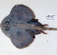 Image result for Neoraja caerulea Habitat. Size: 189 x 185. Source: shark-references.com