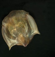 Bilderesultat for Cavolinia uncinata. Størrelse: 177 x 185. Kilde: nudibranchdomain.org