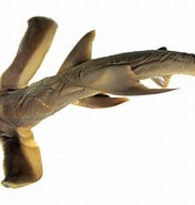 Afbeeldingsresultaten voor "eusphyra Blochii". Grootte: 176 x 185. Bron: fishesofaustralia.net.au