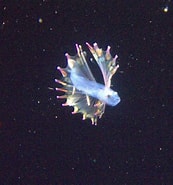 Image result for "batheuchaeta Antarctica". Size: 173 x 185. Source: www.startimes.com