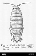 Résultat d’image pour "cirolana Borealis". Taille: 120 x 185. Source: www.alamy.com