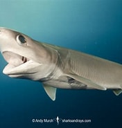 Image result for "hexanchus Vitulus". Size: 176 x 185. Source: www.sharksandrays.com