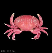 Image result for "liomera Margaritata". Size: 183 x 185. Source: www.crustaceology.com