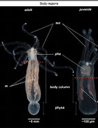 Image result for "nematoscelis Tenella". Size: 142 x 185. Source: www.researchgate.net