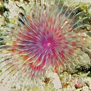 Afbeeldingsresultaten voor Sabellastarte magnifica. Grootte: 186 x 185. Bron: www.aqua-plongee.com