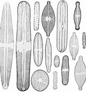Image result for Diatoms of North America. Size: 174 x 185. Source: diatoms.org