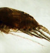 Afbeeldingsresultaten voor "aetideus Armatus". Grootte: 175 x 175. Bron: www.zooplankton.no