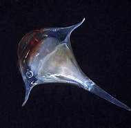 Image result for "diacria Piccola". Size: 190 x 185. Source: pelagics.myspecies.info