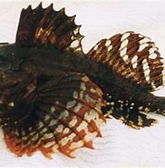 Afbeeldingsresultaten voor Myoxocephalus scorpioides Klasse. Grootte: 182 x 170. Bron: www.fishbase.se