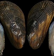 Image result for Mytilidae. Size: 176 x 185. Source: alchetron.com