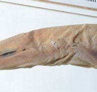 Image result for "halaelurus Lutarius". Size: 195 x 151. Source: www.marinespecies.org