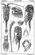 Afbeeldingsresultaten voor Metridia lucens Orde. Grootte: 120 x 185. Bron: www.marinespecies.org