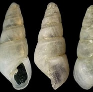 Image result for "odostomia Plicata". Size: 187 x 185. Source: www.idscaro.net
