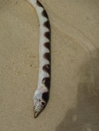Image result for Pisodonophis semicinctus Klasse. Size: 140 x 185. Source: www.gbif.org