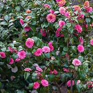 Image result for "spadella Japonica". Size: 186 x 185. Source: www.thespruce.com
