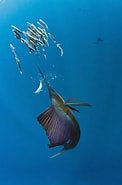 Afbeeldingsresultaten voor Atlantische zeilvis Dieet. Grootte: 122 x 185. Bron: www.diertjevandedag.classy.be