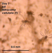 Afbeeldingsresultaten voor cellulari a. Grootte: 181 x 185. Bron: akiko-invertebrates.weebly.com