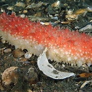 Afbeeldingsresultaten voor Zeekomkommers Planten. Grootte: 186 x 185. Bron: duikeninbeeld.tv
