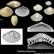 Image result for "yoldiella Philippiana". Size: 185 x 185. Source: naturalhistory.museumwales.ac.uk