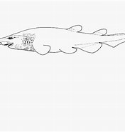 Image result for "apristurus Spongiceps". Size: 176 x 185. Source: shark-references.com