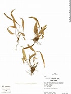 lanceola Serrata Orde に対する画像結果.サイズ: 140 x 185。ソース: plantidtools.fieldmuseum.org