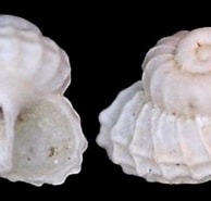 Image result for Parviturbo weberi. Size: 194 x 183. Source: www.gastropods.com