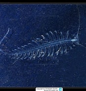 Image result for "tomopteris Helgolandica". Size: 174 x 185. Source: www.meerwasser-lexikon.de