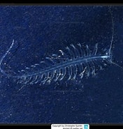 Image result for "macrochaeta Helgolandica". Size: 176 x 185. Source: www.meerwasser-lexikon.de