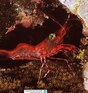 Image result for Cinetorhynchus. Size: 175 x 185. Source: www.reeflex.net