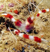 Image result for Stenopus hispidus Habitat. Size: 176 x 185. Source: www.marinehome.fr