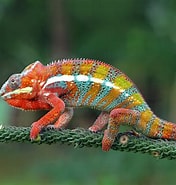 Résultat d’image pour Le caméléon Animal. Taille: 176 x 185. Source: www.treehugger.com