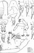 Afbeeldingsresultaten voor Pseudochirella palliata Rijk. Grootte: 120 x 185. Bron: www.semanticscholar.org