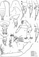 Afbeeldingsresultaten voor Pseudochirella pustulifera Stam. Grootte: 127 x 185. Bron: www.semanticscholar.org