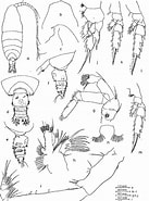 Afbeeldingsresultaten voor "pseudochirella Spectabilis". Grootte: 137 x 185. Bron: www.semanticscholar.org