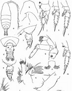 Afbeeldingsresultaten voor Pseudochirella mawsoni Stam. Grootte: 147 x 185. Bron: www.semanticscholar.org