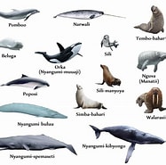Image result for Marine mammals as food Wikipedia. Size: 187 x 185. Source: www.pinterest.com