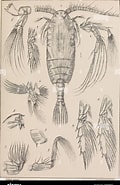 Afbeeldingsresultaten voor "chiridius Polaris". Grootte: 120 x 185. Bron: www.alamy.es
