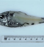 Image result for Argyripnus. Size: 172 x 185. Source: fishesofaustralia.net.au