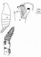 Afbeeldingsresultaten voor "onchocalanus Trigoniceps". Grootte: 135 x 185. Bron: copepodes.obs-banyuls.fr