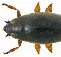 Image result for Otocelididae Family. Size: 197 x 185. Source: www.flickr.com