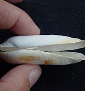 Afbeeldingsresultaten voor "solecurtus Chamasolen". Grootte: 174 x 185. Bron: southernarrow.com