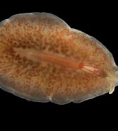 Image result for Haplopharyngidae. Size: 167 x 185. Source: artfakta.se