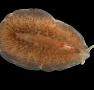Image result for Haplopharyngidae. Size: 193 x 185. Source: artfakta.se