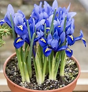 Image result for "amphispyris Reticulata". Size: 177 x 185. Source: woodland-bulbs.co.uk