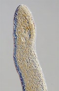Image result for Haplopharyngidae. Size: 113 x 185. Source: artfakta.se
