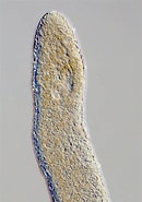 Image result for Haplopharyngidae. Size: 113 x 185. Source: artfakta.se