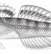Afbeeldingsresultaten voor "scutocyamus Parvus". Grootte: 176 x 133. Bron: oceantag.nmmba.gov.tw