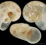 Image result for Skene'serpuloides Hábitat. Size: 187 x 185. Source: www.gastropods.com