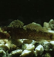 Image result for "millerigobius Macrocephalus". Size: 177 x 185. Source: fishbiosystem.ru